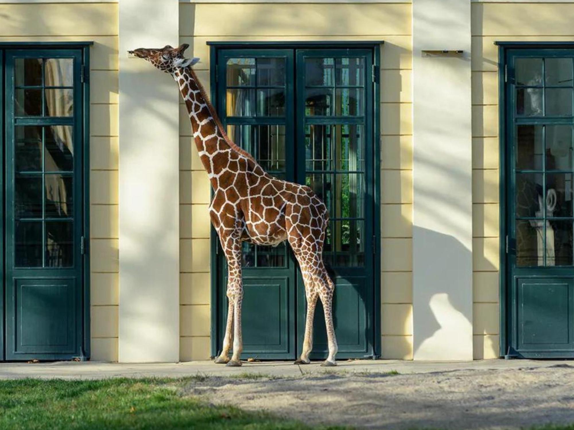 Kaiser Lodge - Rooftop Pool & Underground Car Park By Alpenluxus Appartements Vienna Exterior photo